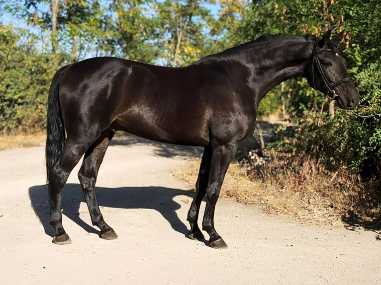 Ungarisches Sportpferd Wallach 4 Jahre 168 cm Dunkelbrauner in Békés