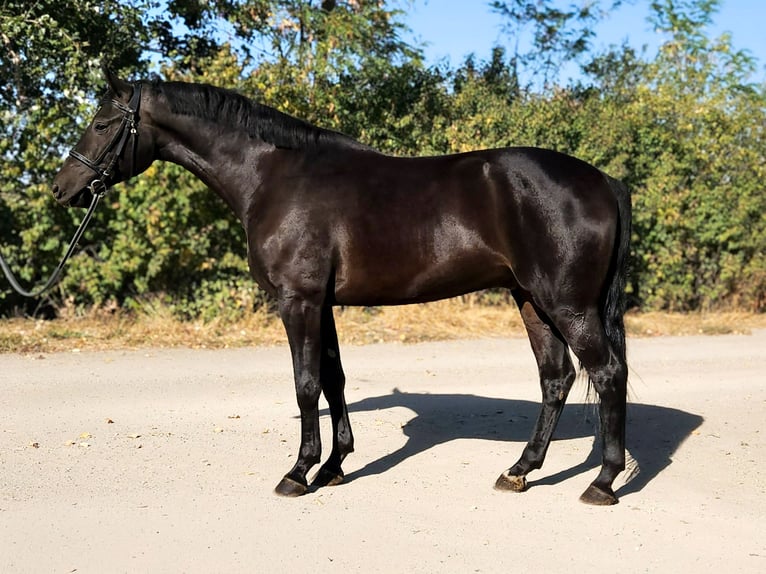 Ungarisches Sportpferd Wallach 4 Jahre 168 cm Dunkelbrauner in Békés