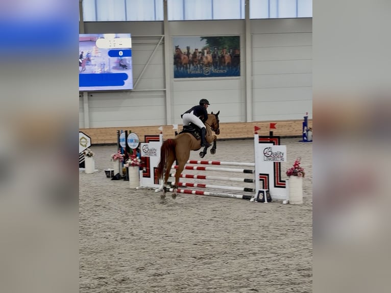 Ungarisches Sportpferd Wallach 4 Jahre 168 cm Dunkelfuchs in Budapest