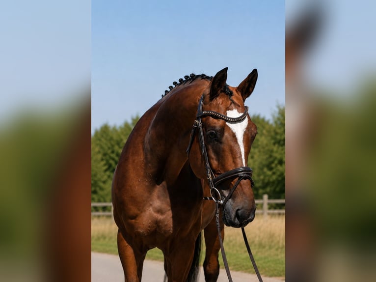 Ungarisches Sportpferd Wallach 4 Jahre 169 cm Brauner in Békésszentandrás