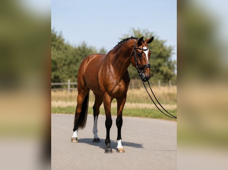 Ungarisches Sportpferd Wallach 4 Jahre 169 cm Brauner in Békésszentandrás