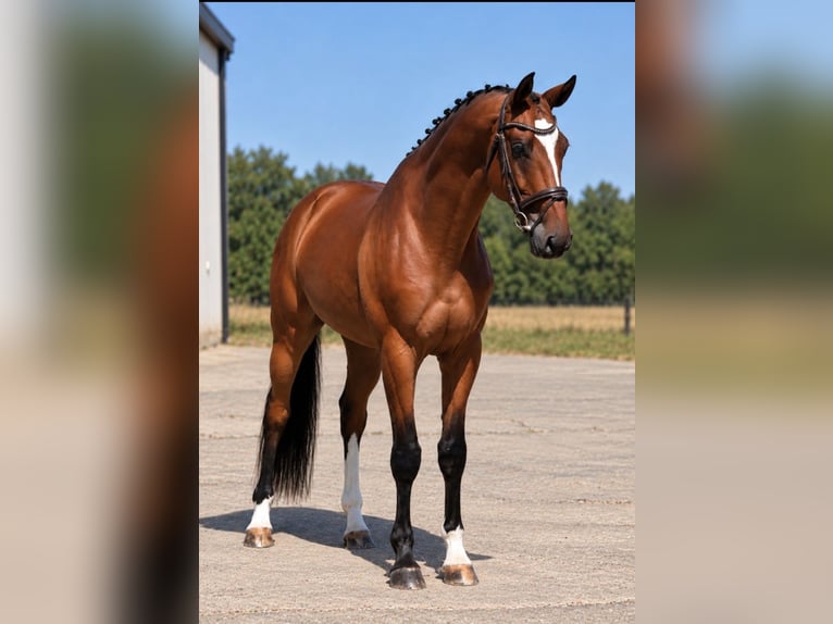 Ungarisches Sportpferd Wallach 4 Jahre 169 cm Brauner in Békésszentandrás