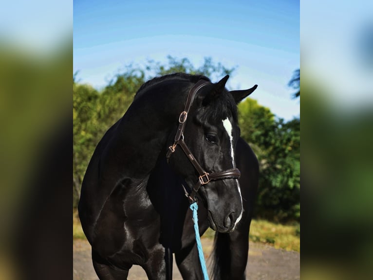 Ungarisches Sportpferd Wallach 4 Jahre 169 cm Rappe in Lajosmizse