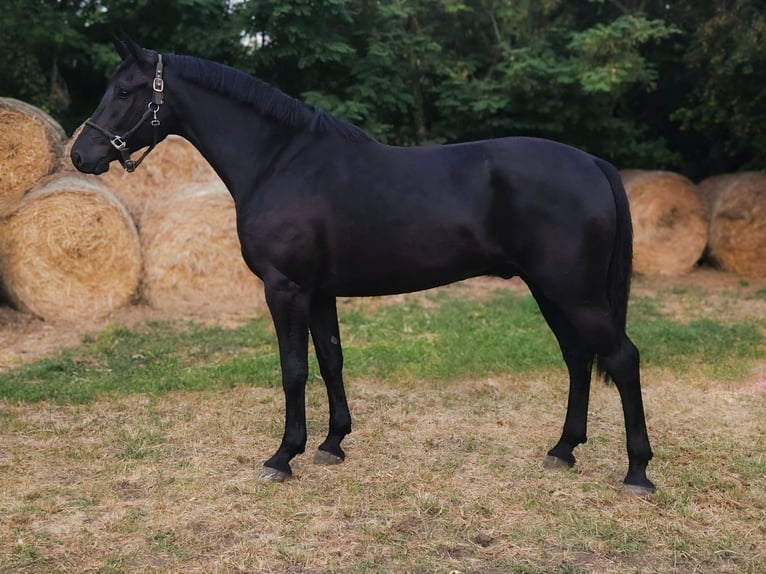 Ungarisches Sportpferd Mix Wallach 4 Jahre 171 cm Rappe in Békés