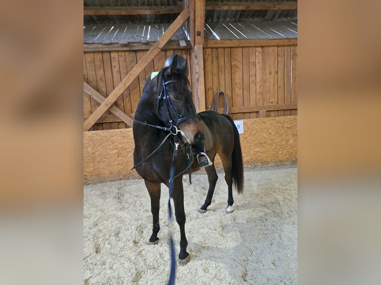 Ungarisches Sportpferd Wallach 4 Jahre Brauner in Sarleinsbach