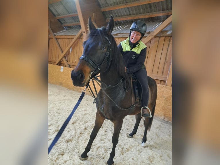 Ungarisches Sportpferd Wallach 4 Jahre Brauner in Sarleinsbach