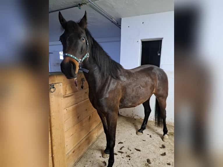 Ungarisches Sportpferd Wallach 4 Jahre Brauner in Sarleinsbach