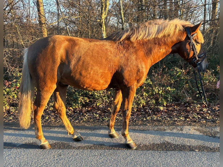 Ungarisches Sportpferd Wallach 5 Jahre 141 cm Fuchs in Overath