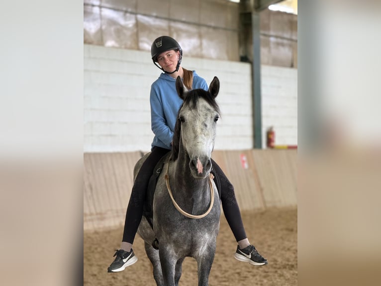 Ungarisches Sportpferd Wallach 5 Jahre 145 cm Schimmel in Bad blumau