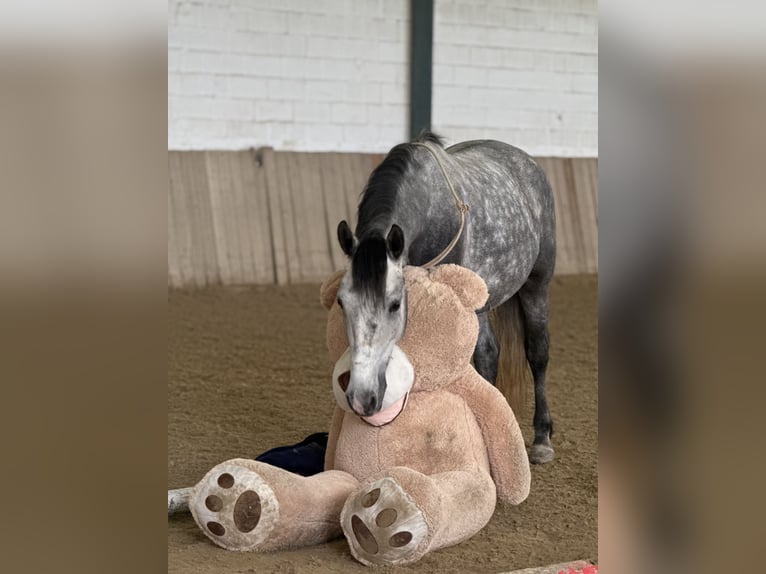 Ungarisches Sportpferd Wallach 5 Jahre 145 cm Schimmel in Bad blumau