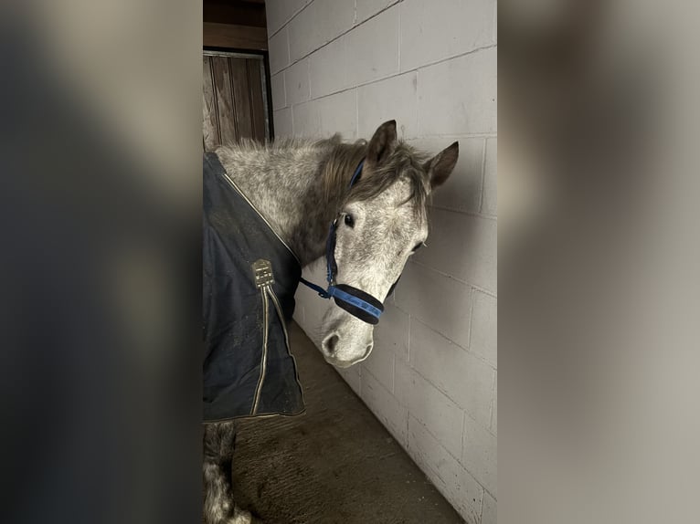 Ungarisches Sportpferd Mix Wallach 5 Jahre 150 cm Apfelschimmel in Frankfurt am Main