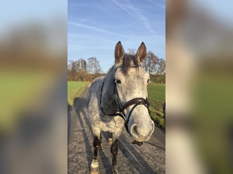 Ungarisches Sportpferd Mix Wallach 5 Jahre 150 cm Apfelschimmel in Frankfurt am Main