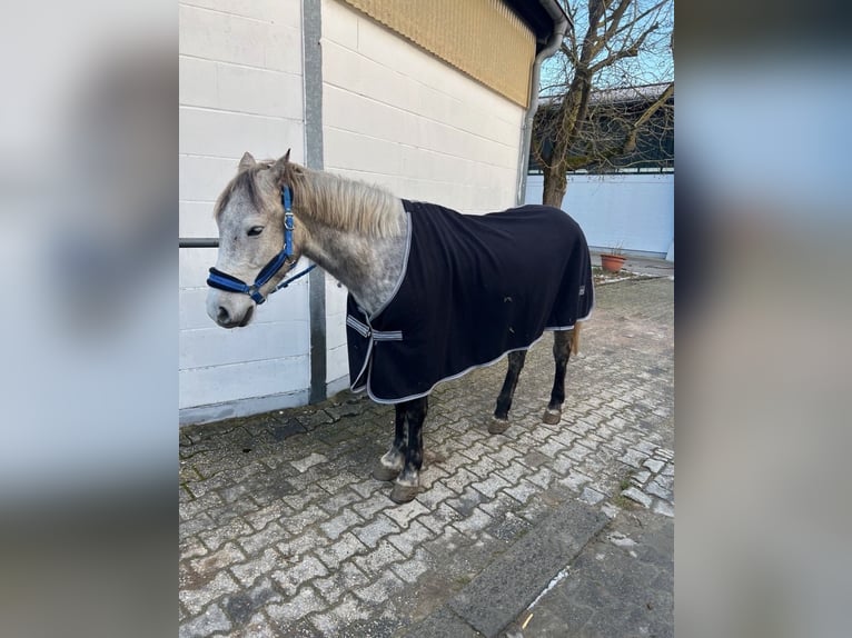 Ungarisches Sportpferd Mix Wallach 5 Jahre 150 cm Apfelschimmel in Frankfurt am Main