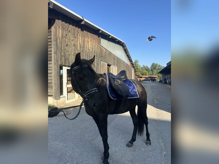 Ungarisches Sportpferd Wallach 5 Jahre 150 cm Rappe in Reichenau