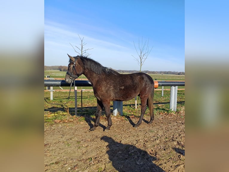Ungarisches Sportpferd Mix Wallach 5 Jahre 152 cm Rappschimmel in Lindern (Oldenburg)