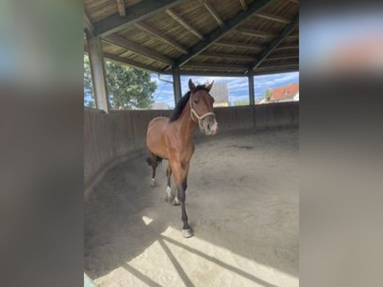 Ungarisches Sportpferd Wallach 5 Jahre 154 cm Brauner in Tillmitsch