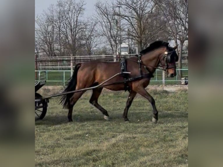 Ungarisches Sportpferd Wallach 5 Jahre 154 cm Rotbrauner in Tass