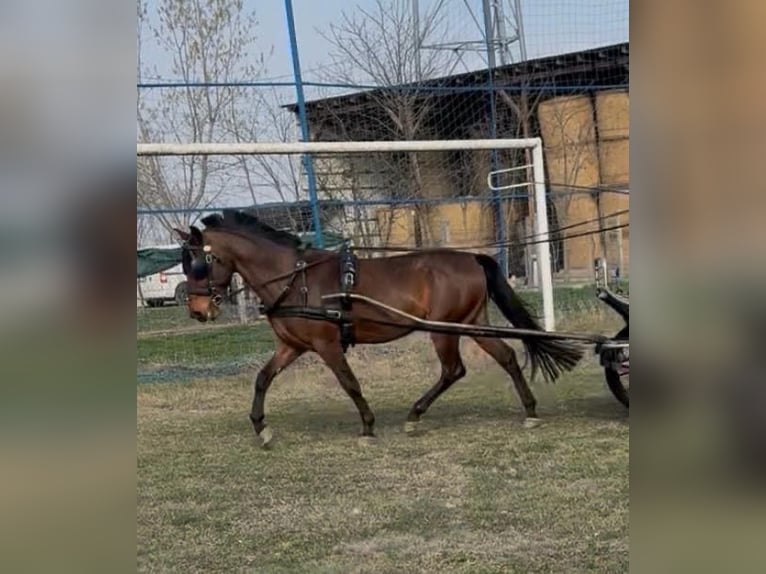 Ungarisches Sportpferd Wallach 5 Jahre 154 cm Rotbrauner in Tass
