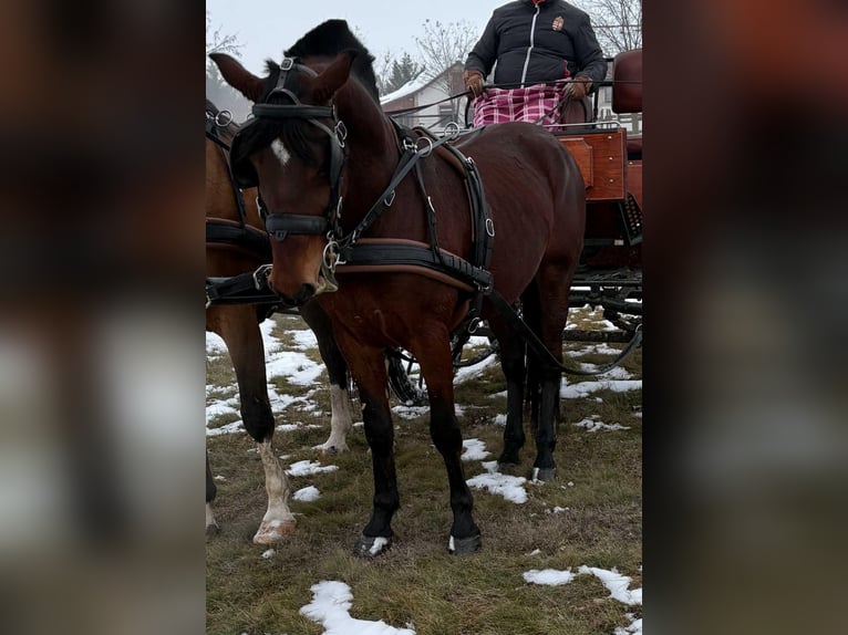 Ungarisches Sportpferd Wallach 5 Jahre 154 cm Rotbrauner in Tass