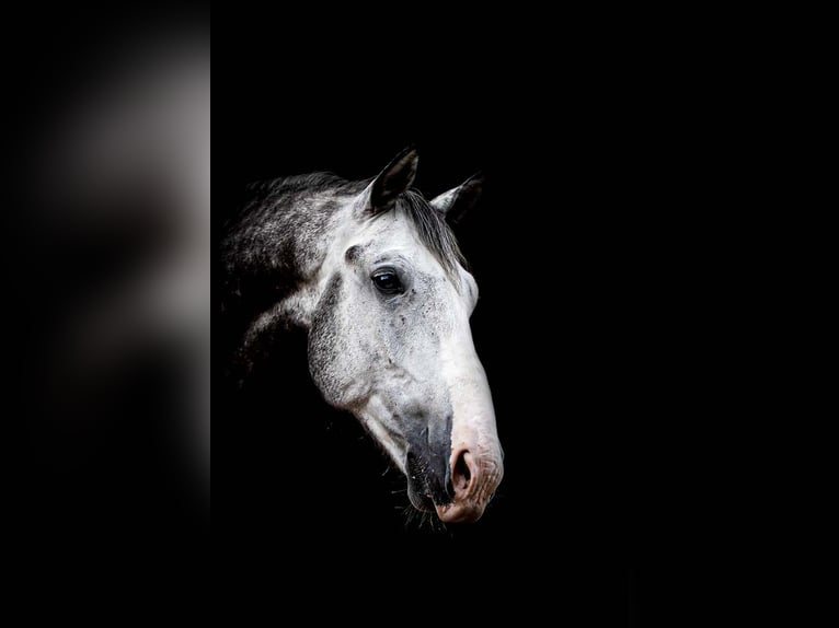 Ungarisches Sportpferd Wallach 5 Jahre 155 cm Schimmel in Horb am Neckar