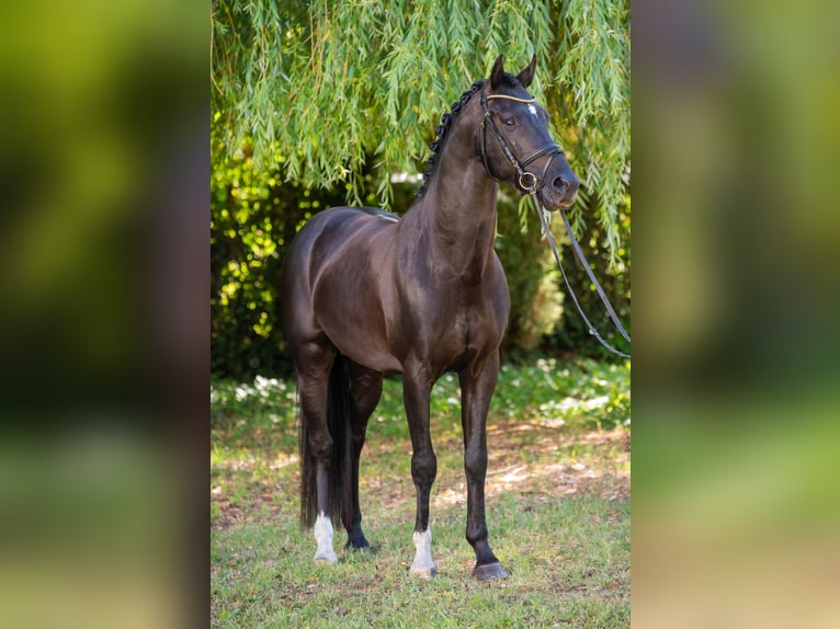 Ungarisches Sportpferd Wallach 5 Jahre 157 cm Rappe in Debrecen