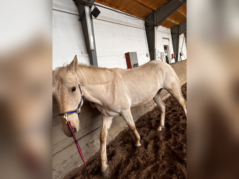 Ungarisches Sportpferd Wallach 5 Jahre 160 cm Palomino in Weiterstadt
