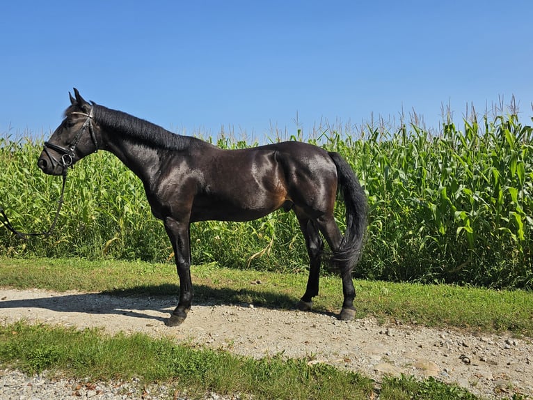 Ungarisches Sportpferd Wallach 5 Jahre 160 cm Rappe in Ilz