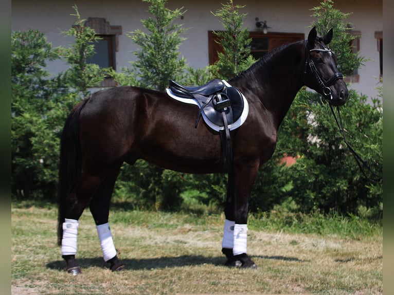 Ungarisches Sportpferd Wallach 5 Jahre 160 cm Rappe in B&#xE9;k&#xE9;sszentandr&#xE1;s