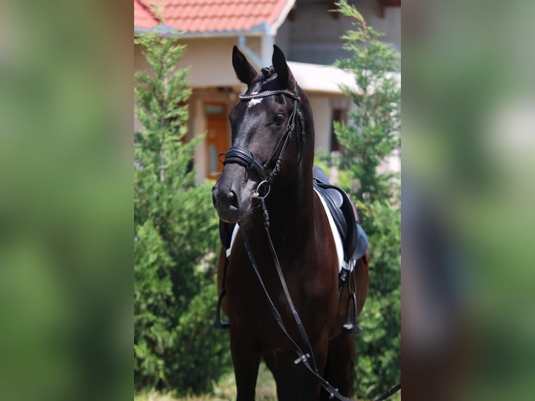Ungarisches Sportpferd Wallach 5 Jahre 160 cm Rappe in B&#xE9;k&#xE9;sszentandr&#xE1;s