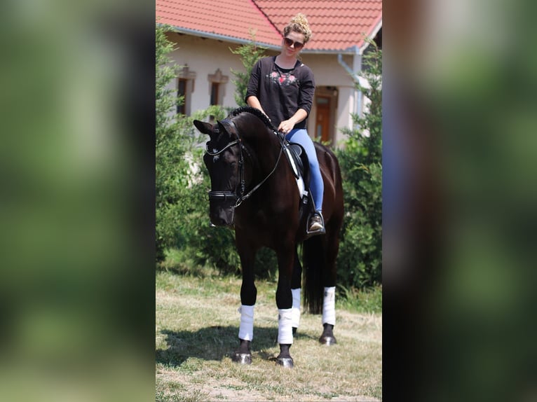 Ungarisches Sportpferd Wallach 5 Jahre 160 cm Rappe in B&#xE9;k&#xE9;sszentandr&#xE1;s