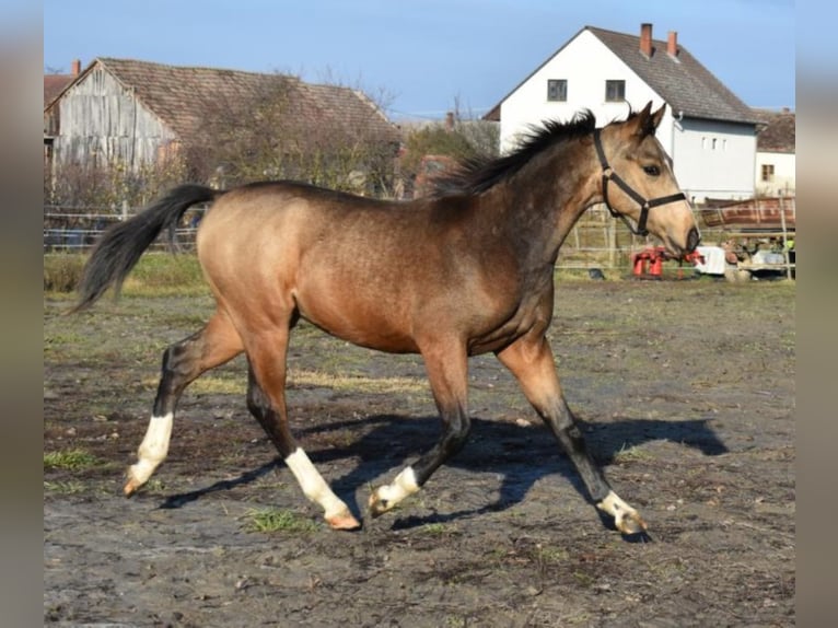 Ungarisches Sportpferd Wallach 5 Jahre 162 cm Buckskin in Marcali