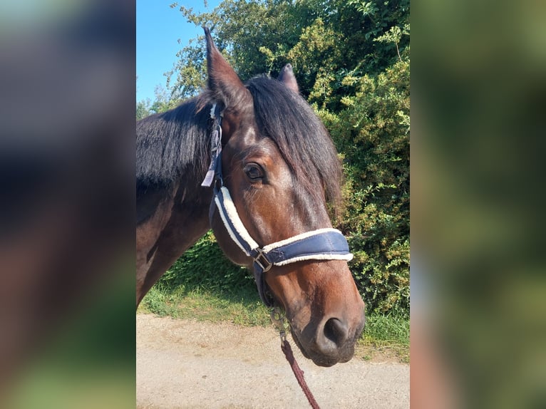 Ungarisches Sportpferd Wallach 5 Jahre 162 cm Dunkelbrauner in Tulln