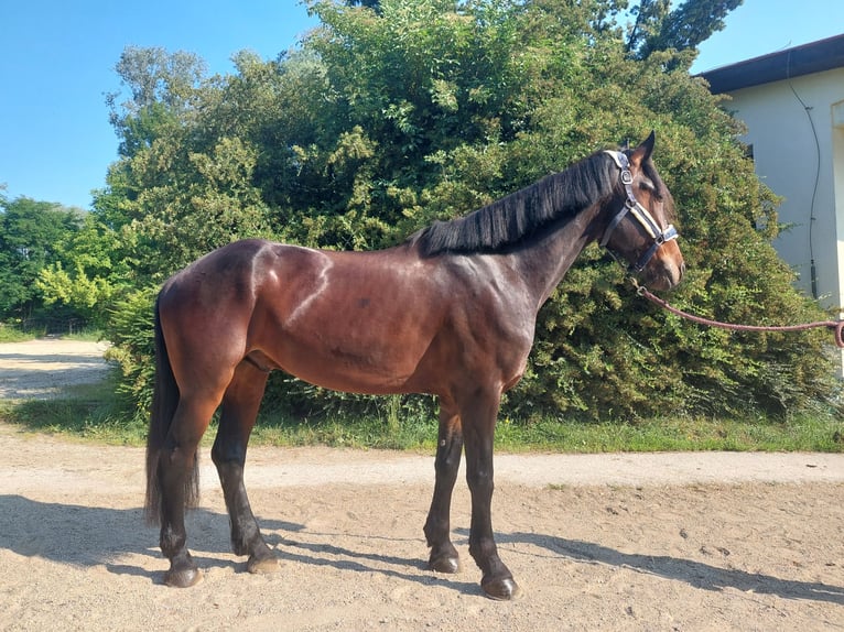 Ungarisches Sportpferd Wallach 5 Jahre 162 cm Dunkelbrauner in Tulln
