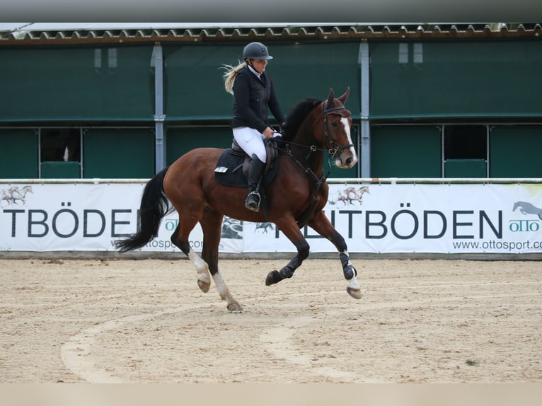 Ungarisches Sportpferd Wallach 5 Jahre 162 cm Dunkelbrauner in Rosenheim