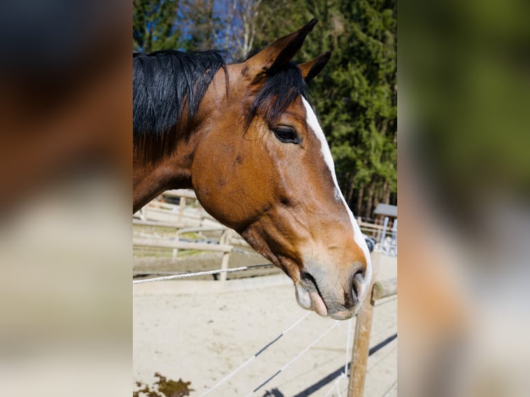 Ungarisches Sportpferd Wallach 5 Jahre 162 cm Dunkelbrauner in Rosenheim