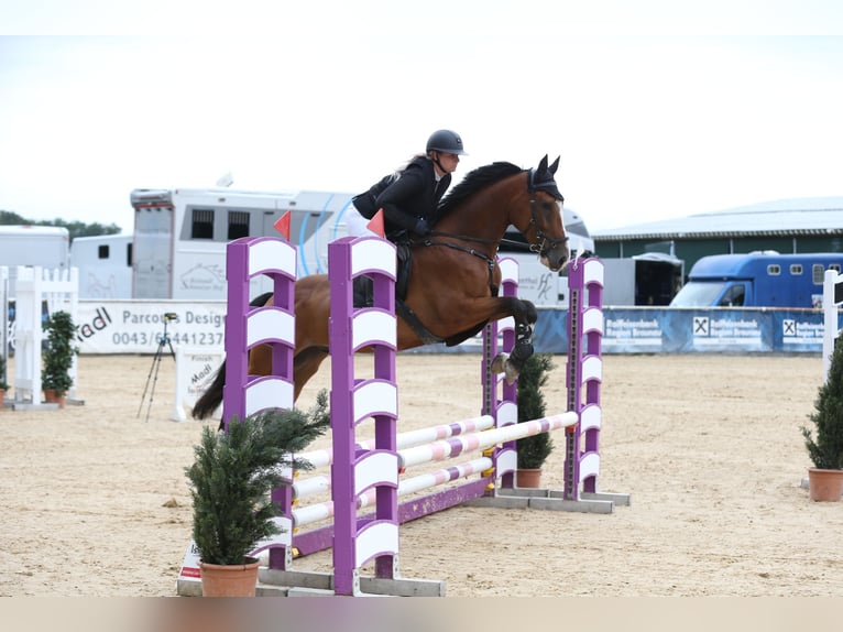 Ungarisches Sportpferd Wallach 5 Jahre 162 cm Dunkelbrauner in Rosenheim