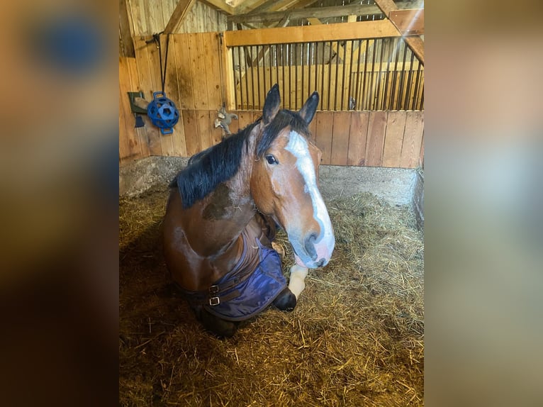 Ungarisches Sportpferd Wallach 5 Jahre 162 cm Dunkelbrauner in Rosenheim