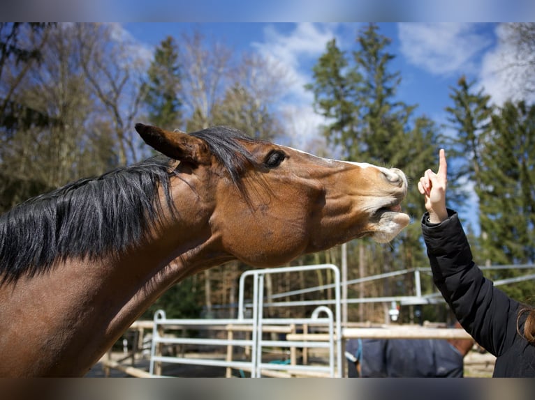Ungarisches Sportpferd Wallach 5 Jahre 162 cm Dunkelbrauner in Rosenheim