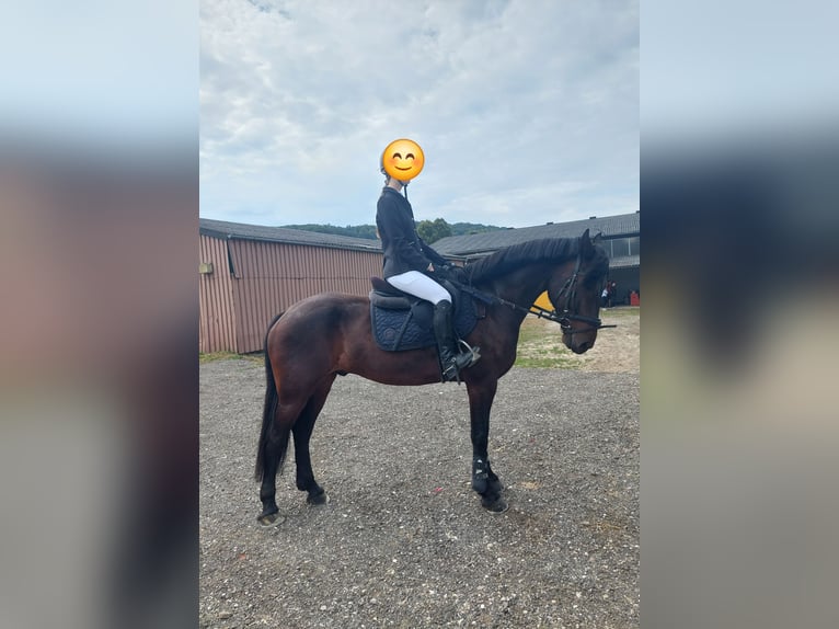 Ungarisches Sportpferd Wallach 5 Jahre 163 cm Dunkelbrauner in Tulln
