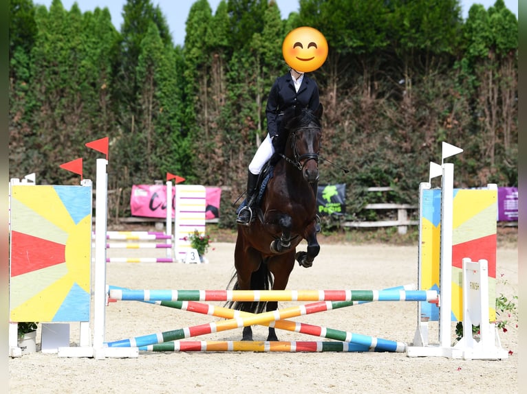 Ungarisches Sportpferd Wallach 5 Jahre 163 cm Dunkelbrauner in Tulln