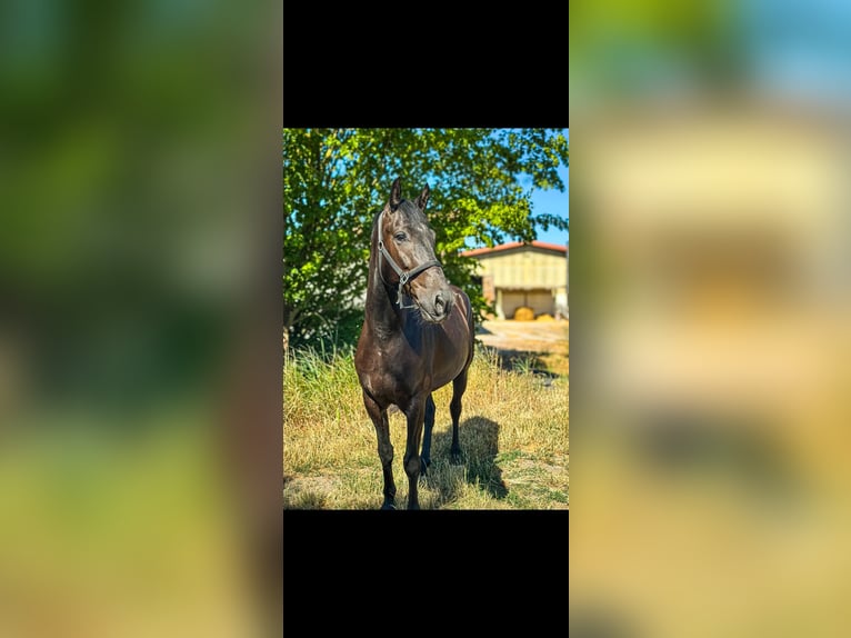 Ungarisches Sportpferd Wallach 5 Jahre 163 cm Rappe in Worms