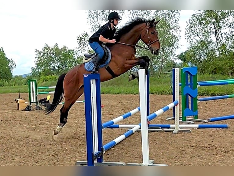 Ungarisches Sportpferd Wallach 5 Jahre 164 cm in Târgu Secuiesc