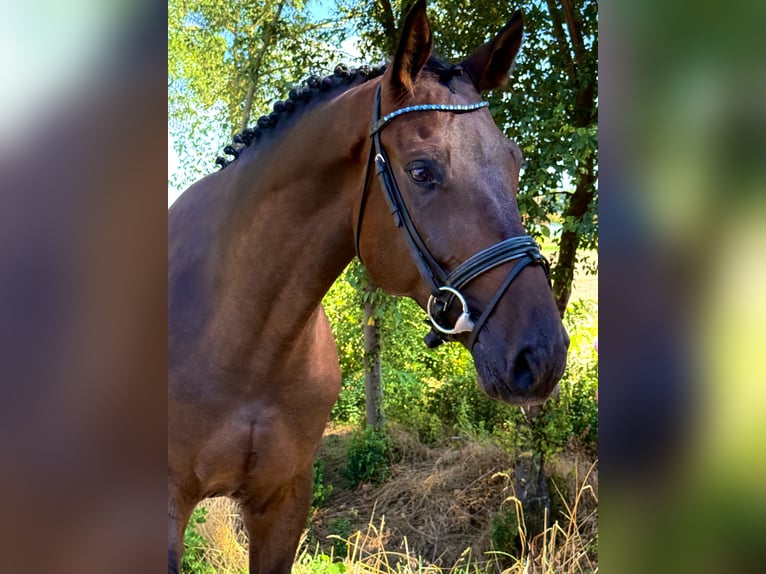 Ungarisches Sportpferd Wallach 5 Jahre 165 cm Brauner in Weiterstadt