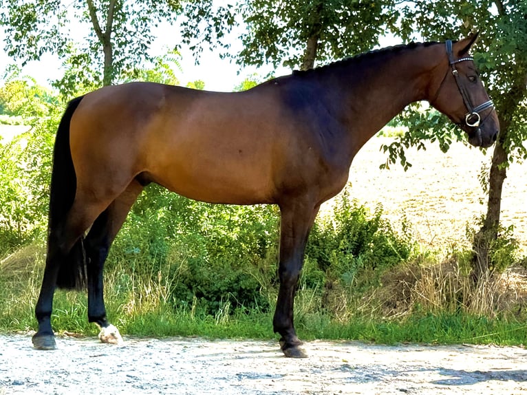 Ungarisches Sportpferd Wallach 5 Jahre 165 cm Brauner in Weiterstadt