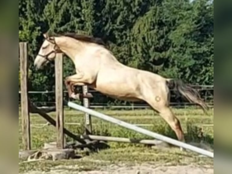 Ungarisches Sportpferd Wallach 5 Jahre 165 cm Buckskin in Marcali