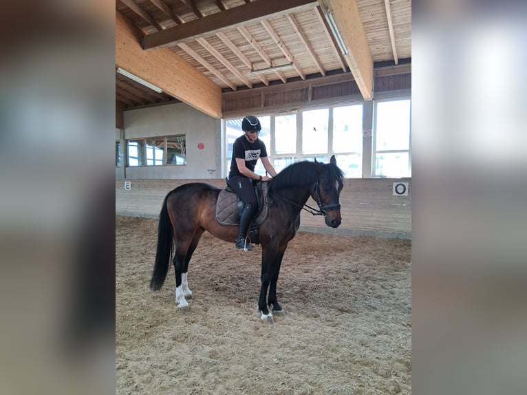 Ungarisches Sportpferd Wallach 5 Jahre 165 cm Schwarzbrauner in Heroldstatt Ennabeuren