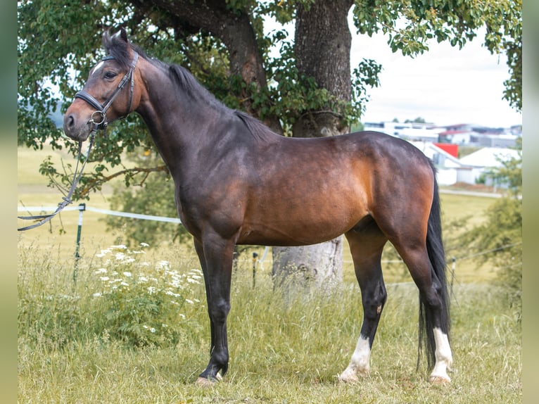 Ungarisches Sportpferd Wallach 5 Jahre 165 cm Schwarzbrauner in Heroldstatt Ennabeuren