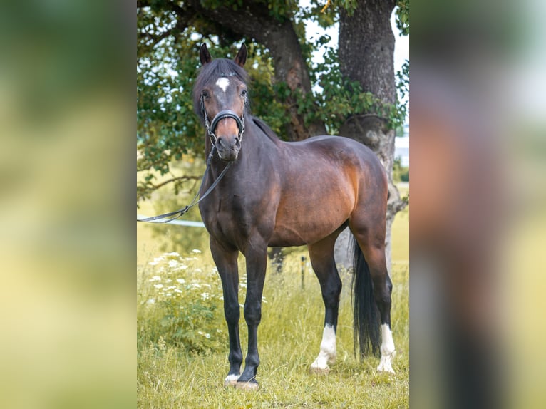 Ungarisches Sportpferd Wallach 5 Jahre 165 cm Schwarzbrauner in Heroldstatt Ennabeuren