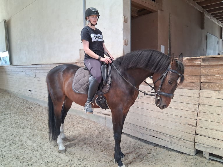 Ungarisches Sportpferd Wallach 5 Jahre 165 cm Schwarzbrauner in Heroldstatt Ennabeuren