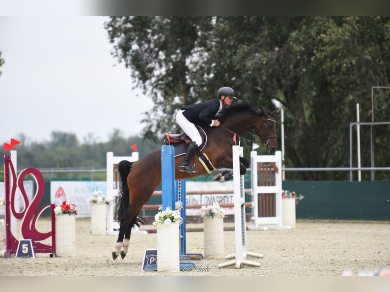 Ungarisches Sportpferd Wallach 5 Jahre 166 cm Rotbrauner in Békés